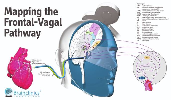 mapping-the-frontal-vagal-pathway